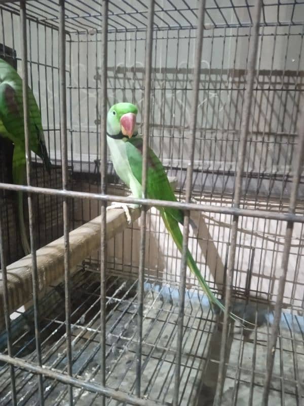 Raw parrots Breeder pair For Sale 5