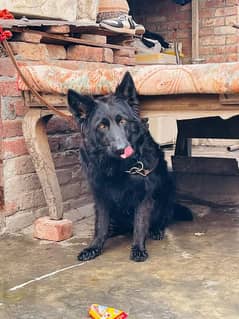 black Germany shepherd