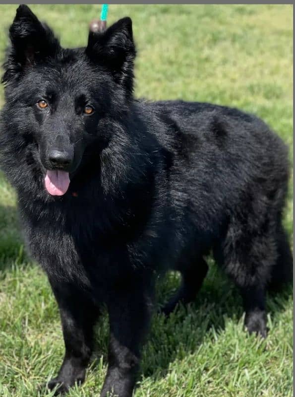 black Germany shepherd 1