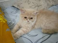 Persian Kitten| Piki Face| 3riple Coated| Watsapp 03486223941