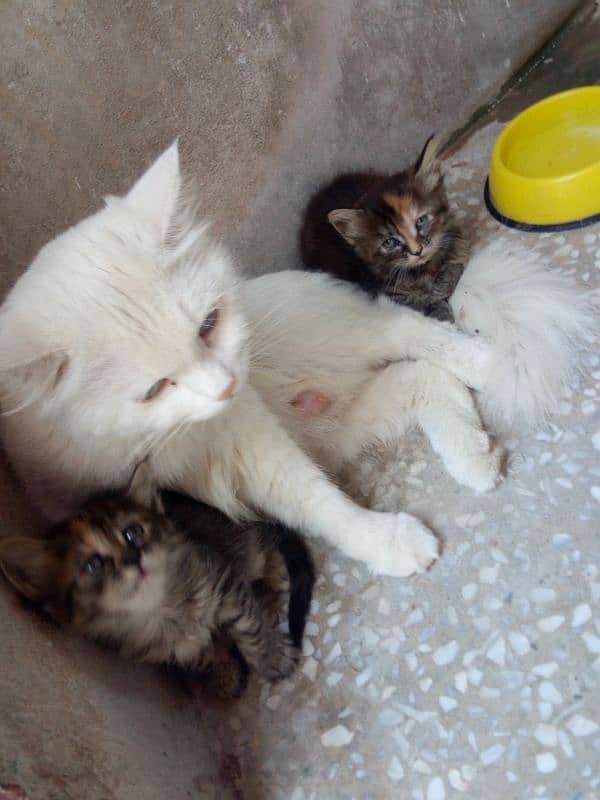 pension cat kittens beautiful 4