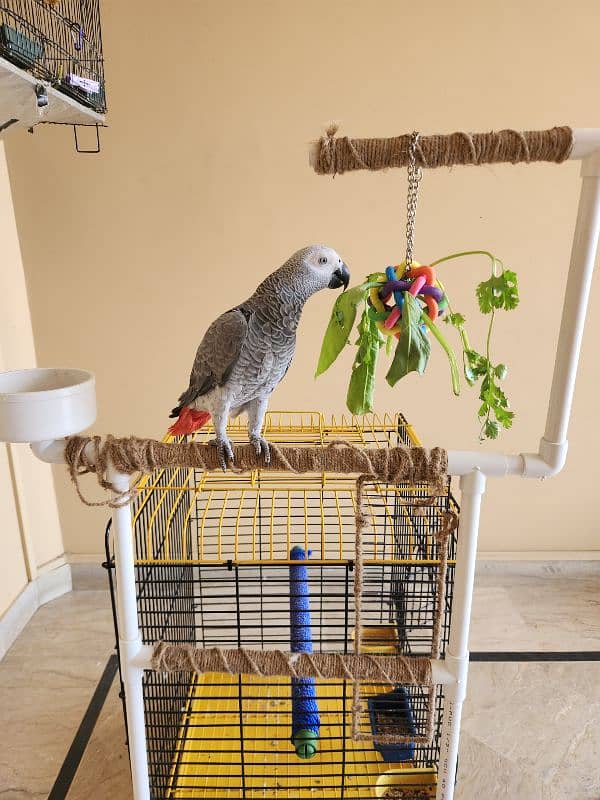 African Grey Parrot (Congo) 0