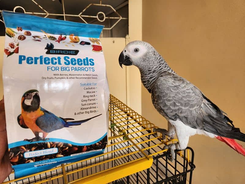 African Grey Parrot (Congo) 1