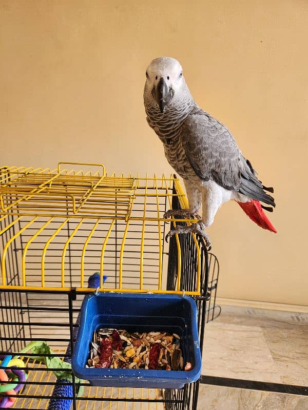 African Grey Parrot (Congo) 2