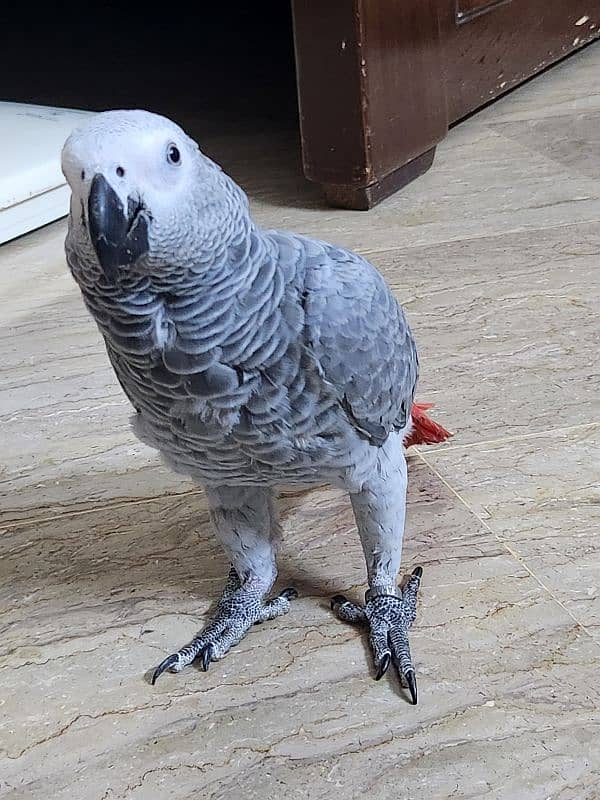 African Grey Parrot (Congo) 3