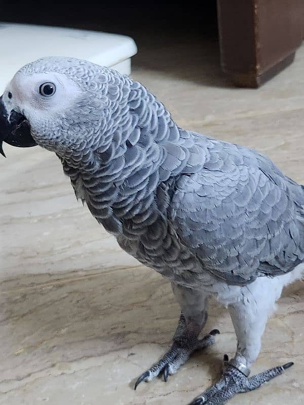 African Grey Parrot (Congo) 4