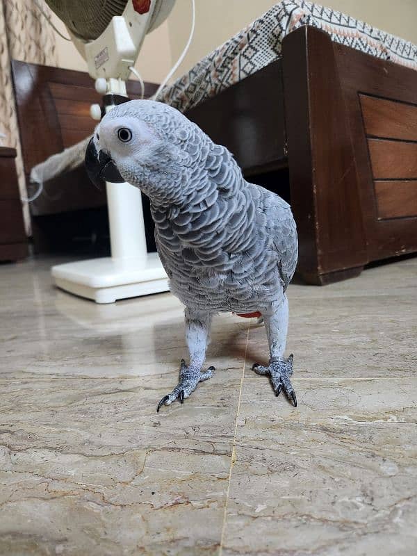 African Grey Parrot (Congo) 5