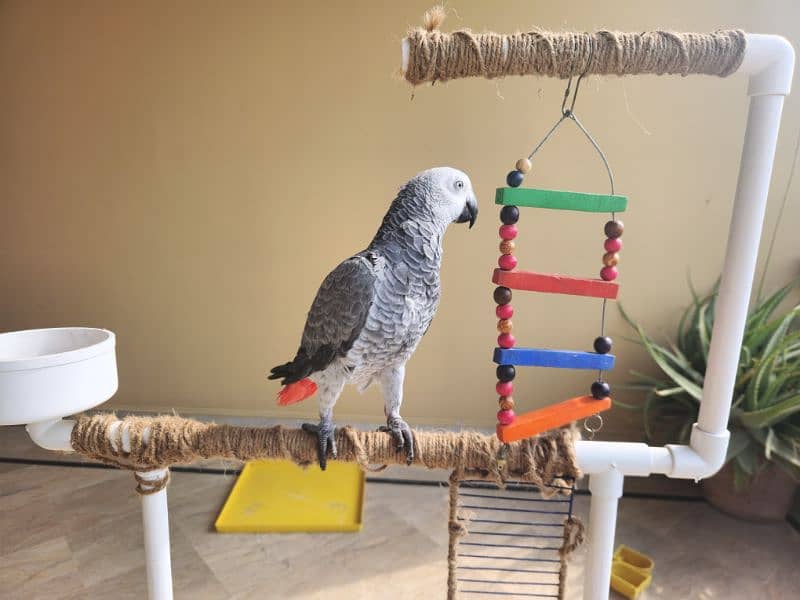 African Grey Parrot (Congo) 6