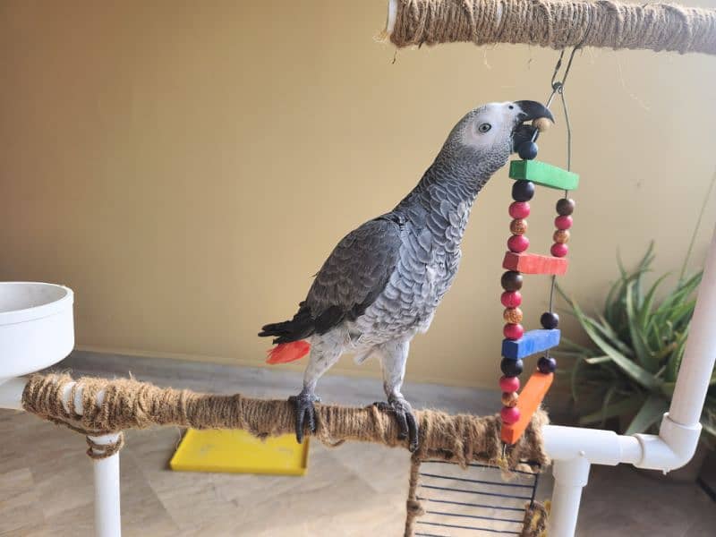 African Grey Parrot (Congo) 7