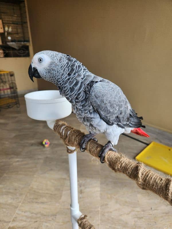 African Grey Parrot (Congo) 8