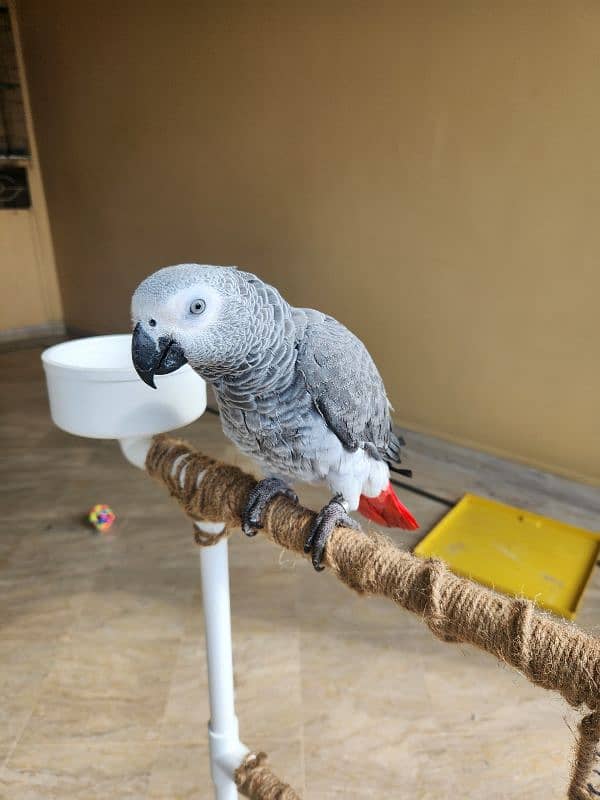 African Grey Parrot (Congo) 9