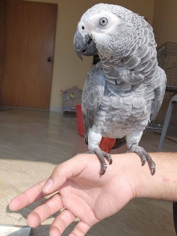 African Grey Parrot (Congo) 11