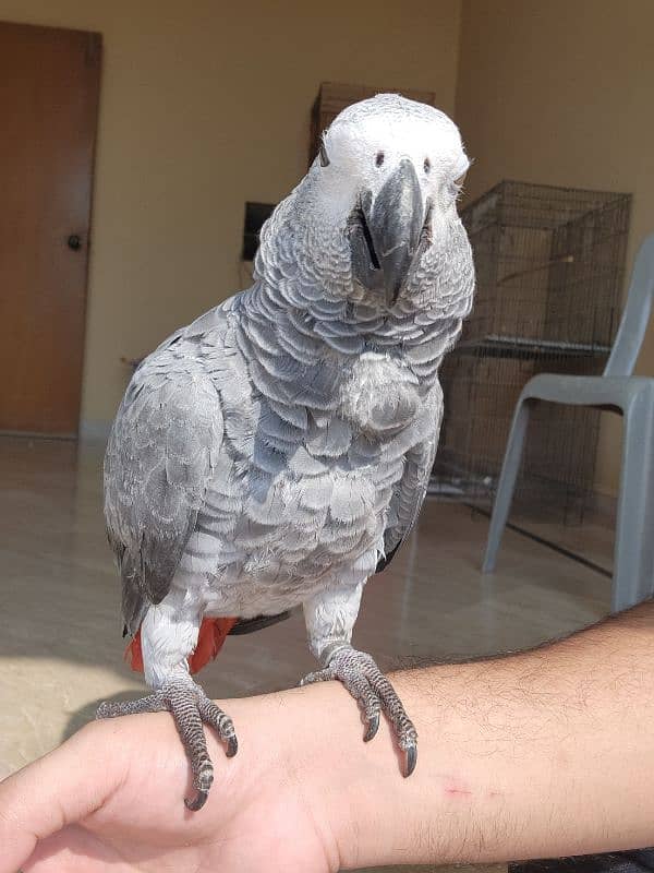 African Grey Parrot (Congo) 12