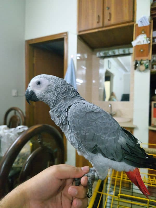 African Grey Parrot (Congo) 13