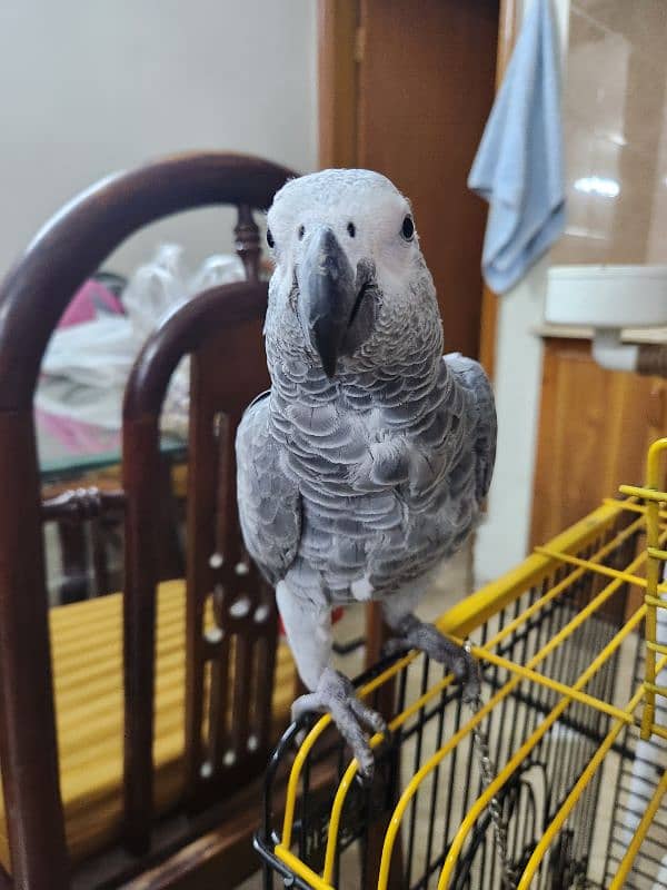 African Grey Parrot (Congo) 14