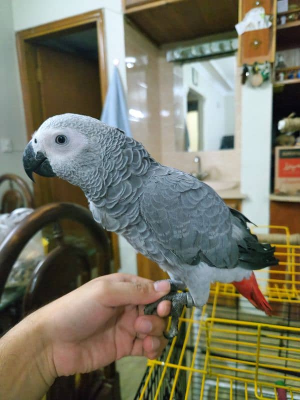 African Grey Parrot (Congo) 15