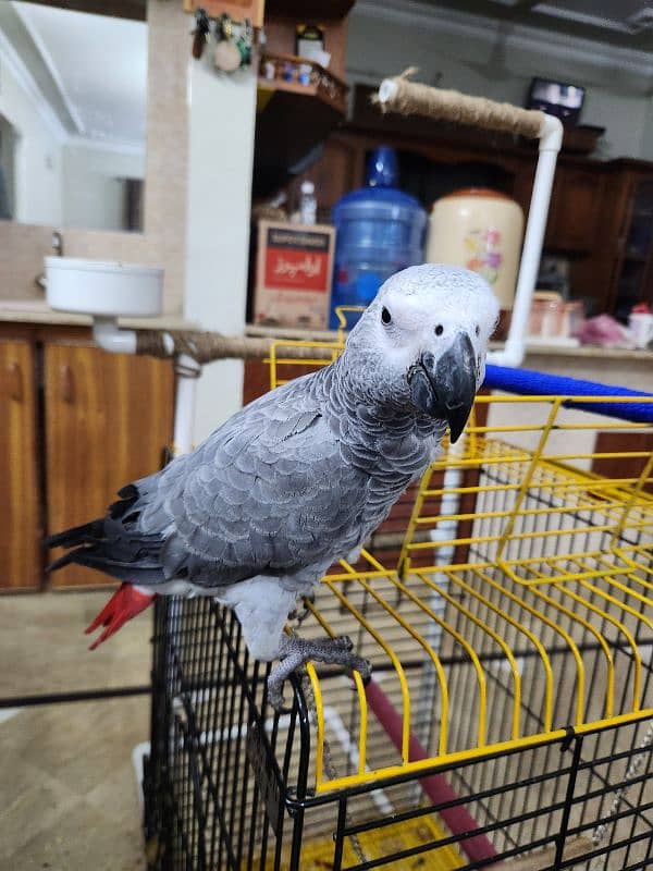 African Grey Parrot (Congo) 16