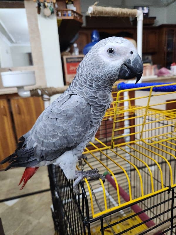 African Grey Parrot (Congo) 17