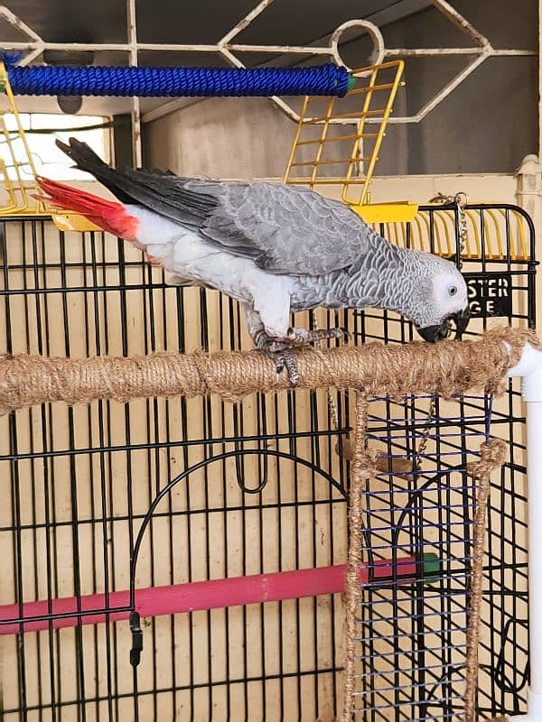 African Grey Parrot (Congo) 18