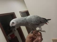 Grey parrot female