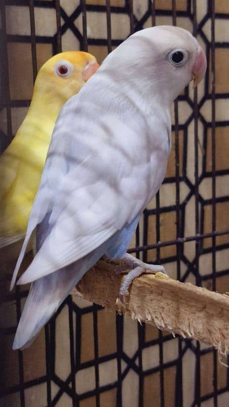 Love Bird Breeder pair Cremino x Blue pastel 1