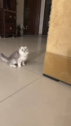 Scottish fold cats