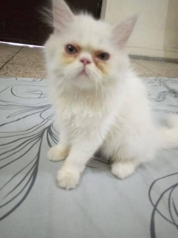 Persian Kitten Piki Face 3riple Coated Watsapp #  03486223941 1