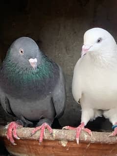 pigeons baby what’s app number 03148746896