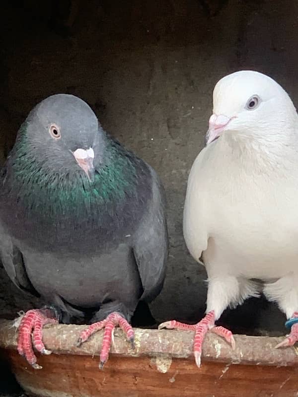 pigeons baby what’s app number 03148746896 0