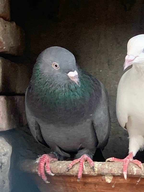 pigeons baby what’s app number 03148746896 1