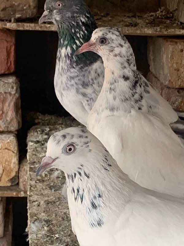 pigeons baby what’s app number 03148746896 2