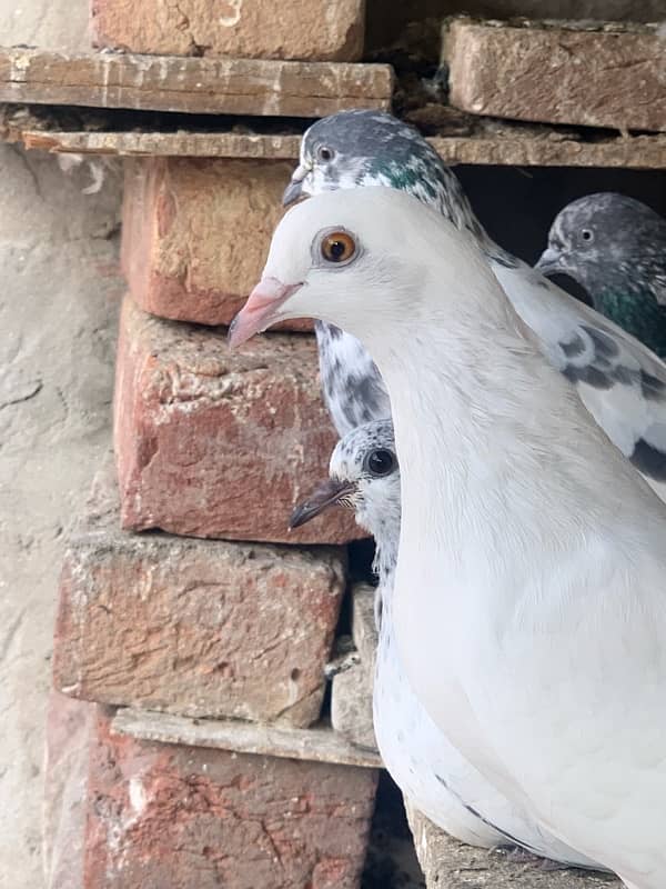 pigeons baby what’s app number 03148746896 3