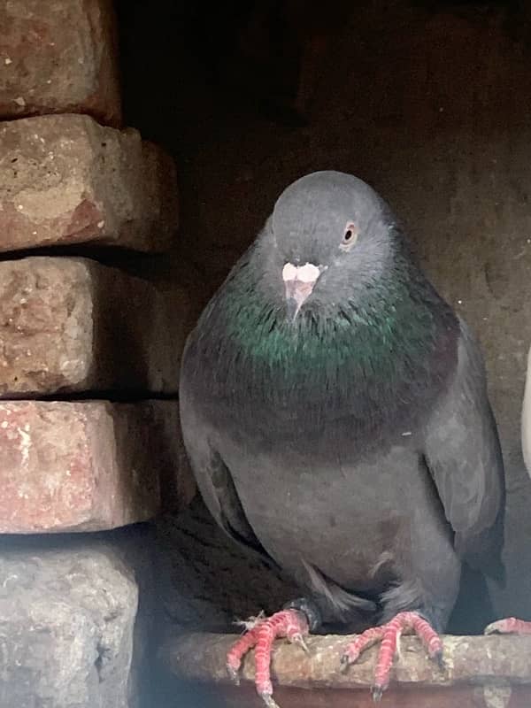 pigeons baby what’s app number 03148746896 4