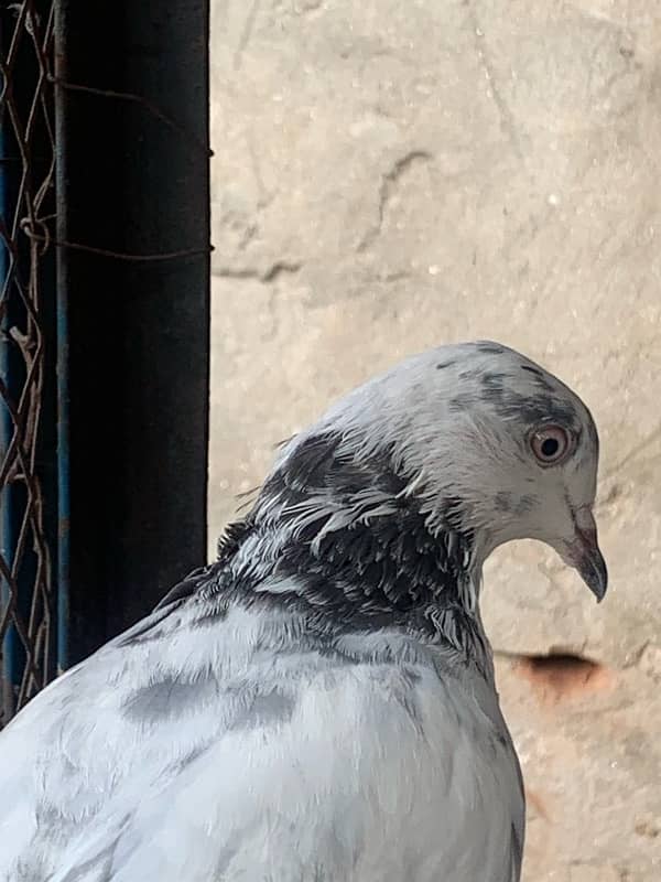 pigeons baby what’s app number 03148746896 5