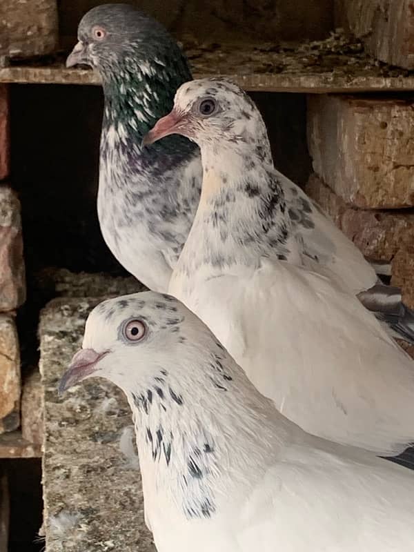 pigeons baby what’s app number 03148746896 6