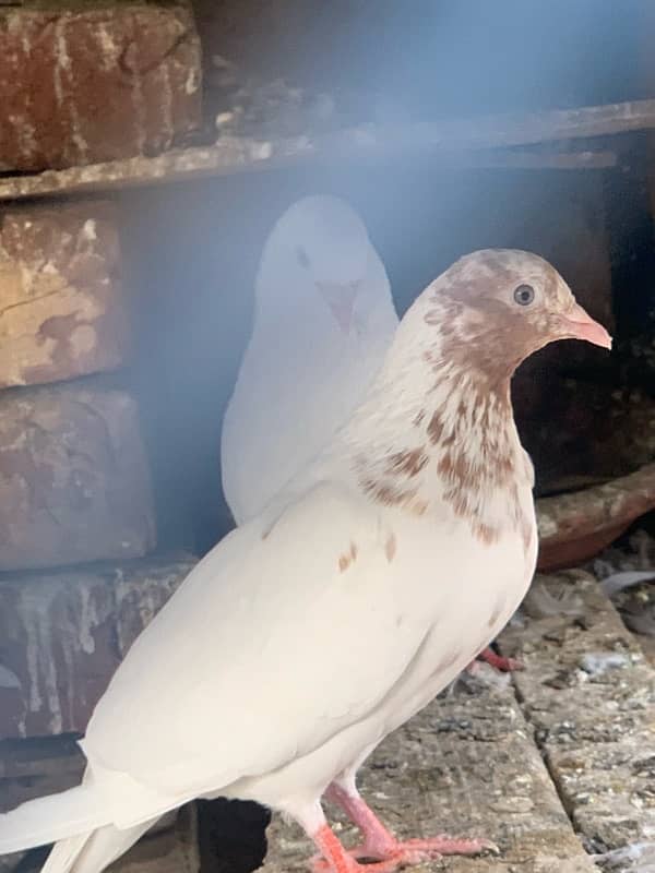 pigeons baby what’s app number 03148746896 7