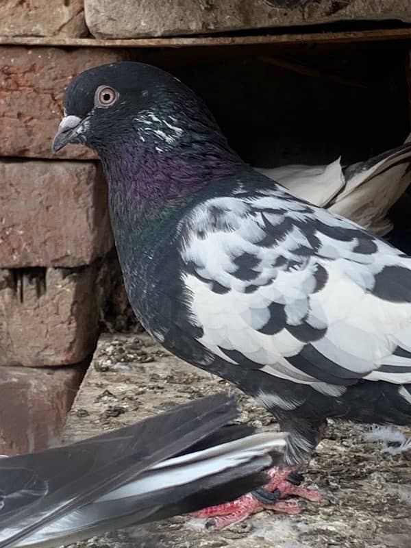 pigeons baby what’s app number 03148746896 9