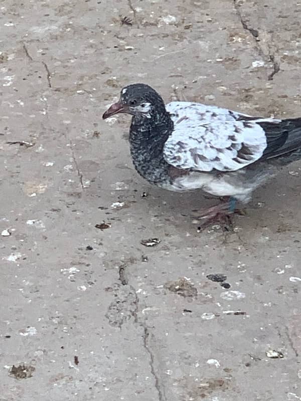 pigeons baby what’s app number 03148746896 10