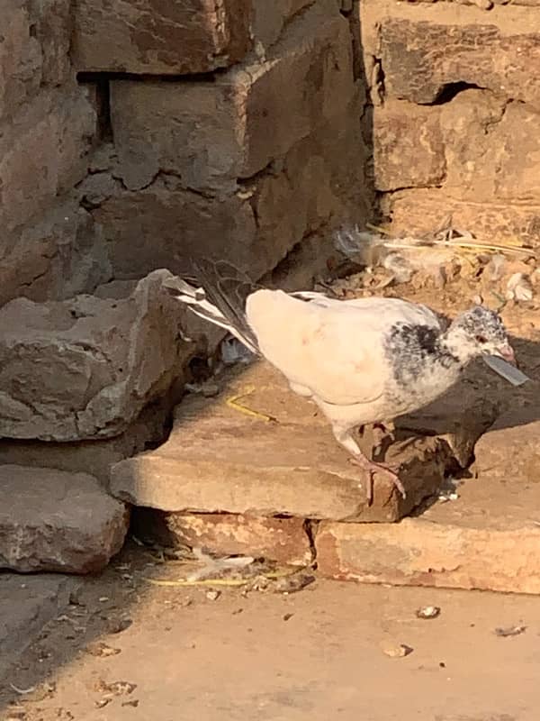 pigeons baby what’s app number 03148746896 11