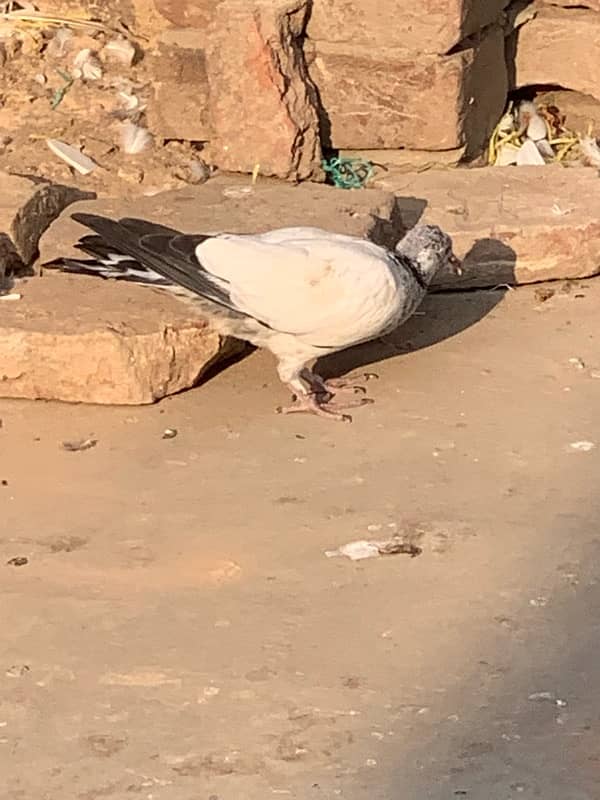 pigeons baby what’s app number 03148746896 12