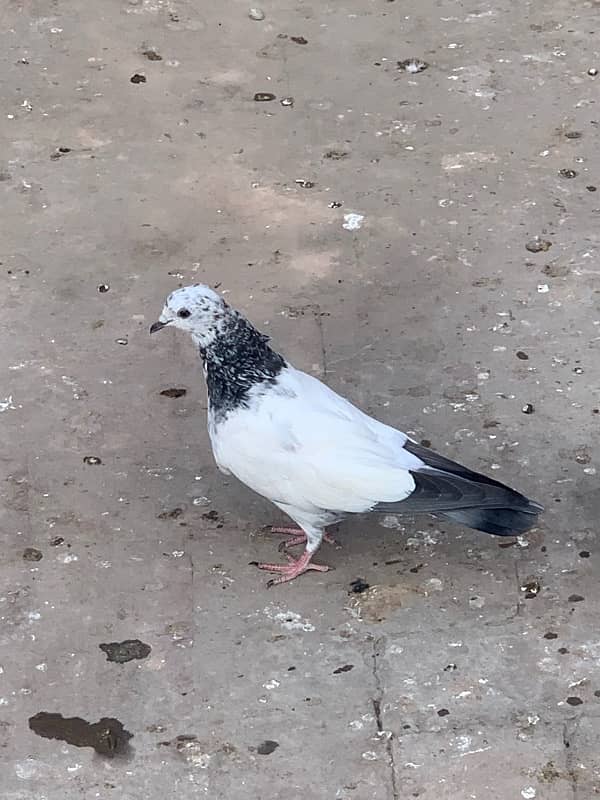 pigeons baby what’s app number 03148746896 13