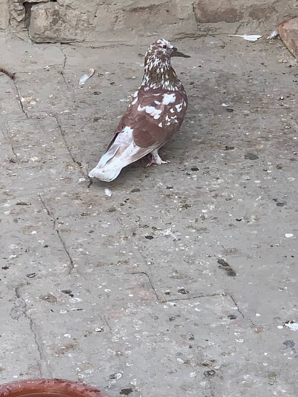 pigeons baby what’s app number 03148746896 15