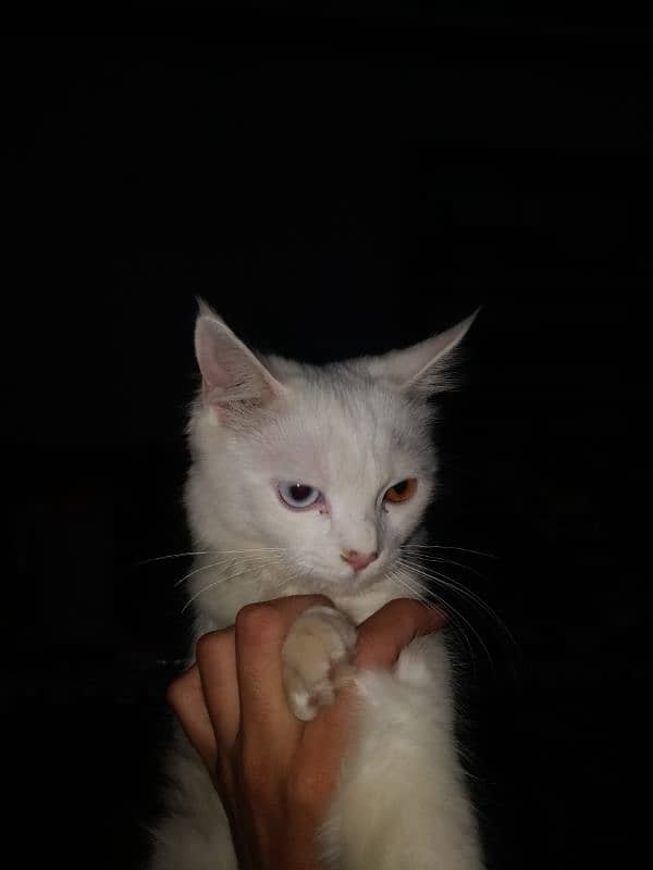 female Russian cat 6 month age fully trinted 1