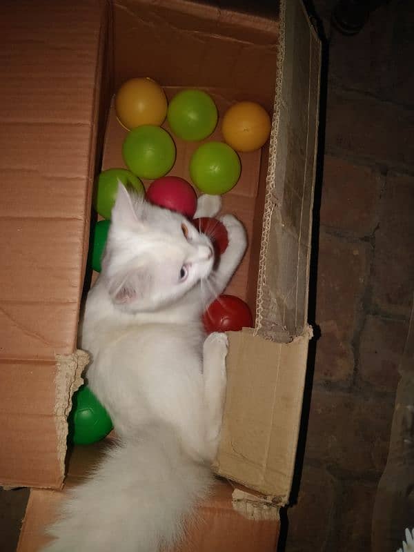 female Russian cat 6 month age fully trinted 2