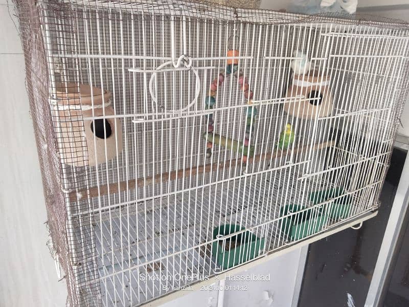 bird's cage 1