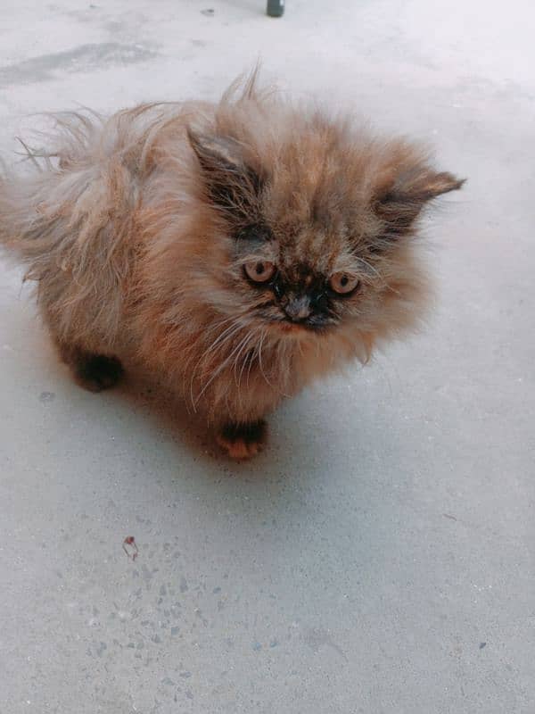 Triple coated persian kitten 1