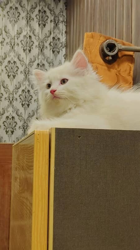 PERSIAN TRIPLE COAT MALE FOR SALE 1