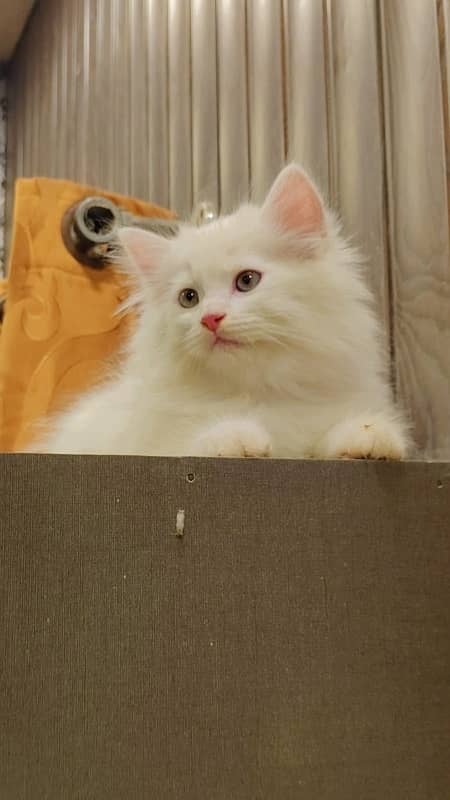 PERSIAN TRIPLE COAT MALE FOR SALE 2