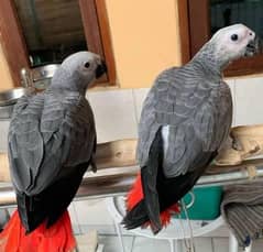 African grey parrot pair 03262134833