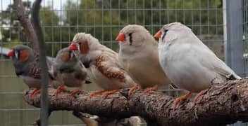 Breeder Finches